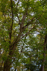 Fototapeta premium trees in the forest
