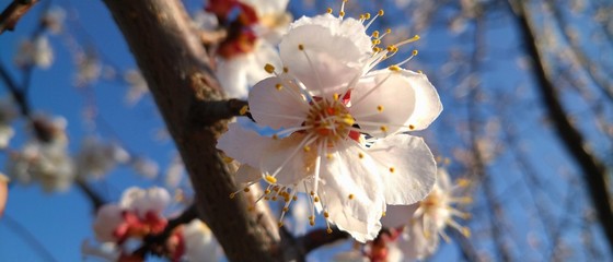 cherry blossom in spring