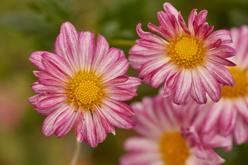 Close-up of red petal daisies and yellow stamen