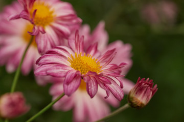 Fototapeta premium Close-up of red petal daisies and yellow stamen