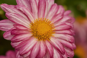 Close-up of red petal daisies and yellow stamen