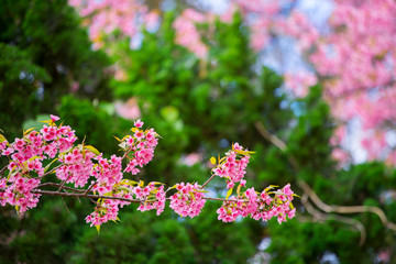 Beautiful wild himalayan cherry flower ( Prunus cerasoides ) pink cherry blossom on spring in the morning at north of Thailand, Place name Khun Wang located at Chiang Mai province.