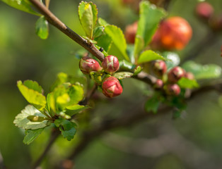 Close-up of a zidonia branch with blooming buds on a sunny spring day.