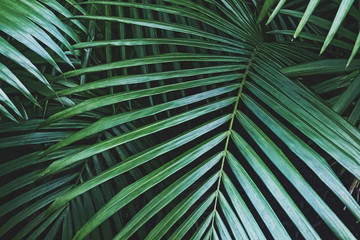 Green tropic plam leaves texture for background in dark tone.