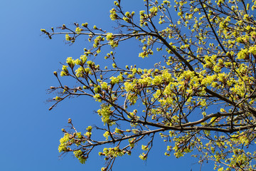 Ahornblüte im strahlenden Himmelsblau