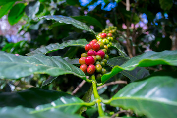 Red Beans of Arabica and Robusta tree in Coffee plantation, Chiangmai Thailand.