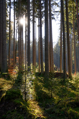 Pfälzer Wald und Donnersberg