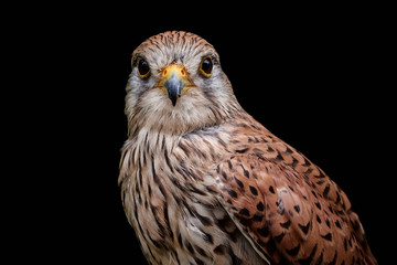 Close-up of a kestrel (Falco tinnunculus) isolated on black background