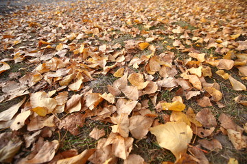 Background of colorful autumn leaves on forest floor . Abstract autumn leaves in autumn suitable as background . Autumn leaves on a meadow . Yellow leaves on the floor .
