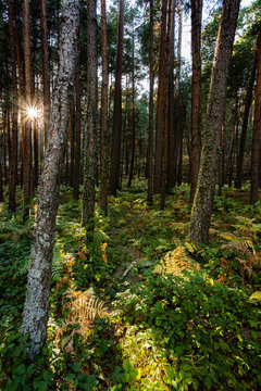 Sun ray in the forest © Nauzet Báez