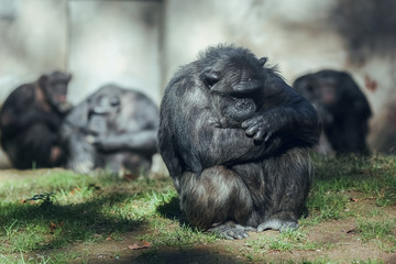 Obraz premium Barcelona Zoo, Barcelona Spain April 20, 2017 - Group of Chimpanzees sitting in the sun resting and eating at the Barcelona Zoo. Primate Conservation Control