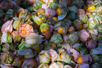 Fresh cape gooseberry for background