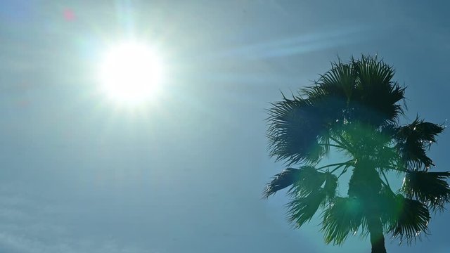 A big airplane passing or crossing the sun. Silhouette of a commercial passenger plane flying in the front of the bright sun on a sunny day. Tropical palm tree holiday vacation destination