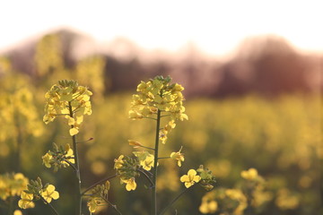 Obraz premium Rapsblüten vor Sonnenuntergang