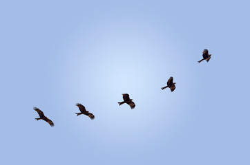 INDIAN BLACK KITE FLYING ON THE SKY IN SEARCH OF FOOD IN THE MIDDAY SUN IN WINTER TIME.