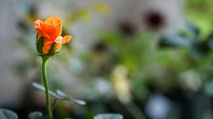 orange roses in spring