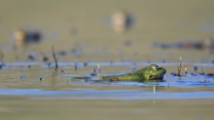 Green Marsh Frog (Pelophylax ridibundus) croaking on a beautiful light. Close up