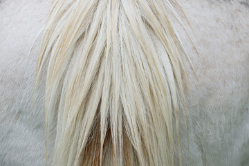 White horse tail close up, abstract view of animal hair texture.
