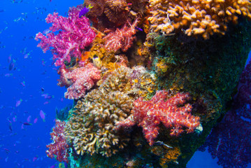 Plakat An abundance of soft coral growing out of a section of wreckage from one of the sunken ships in Chuuk Lagoon.