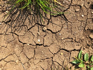 Cracked earth and green grass. The view from the top
