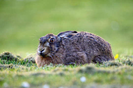 Sideview of a brown hare lying camly in the grass