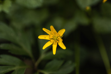 Small Yellow Petal Flower