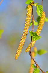 Birke Frühling Blühen Heuschnupfen