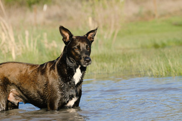 Pet rescue dog in shallow water outdoors, active healthy pet lifestyle.