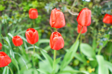 red tulips in the garden