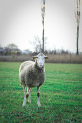 Obraz premium sheep on a meadow