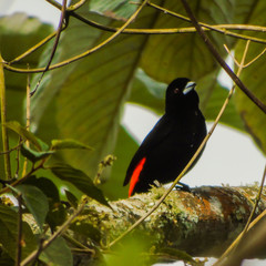 Asoma candela