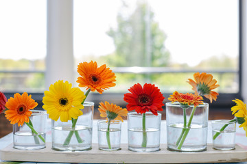 Colorful gerber daisies in a glass vase on a wooden table in a bright modern room, retro spring...