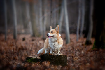 Naklejka na ściany i meble A Welsh Corgi Pembroke dog stands on a pin in the middle of the forest
