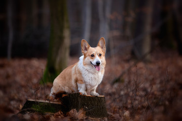 Naklejka na ściany i meble A Welsh Corgi Pembroke dog stands on a pin in the middle of the forest