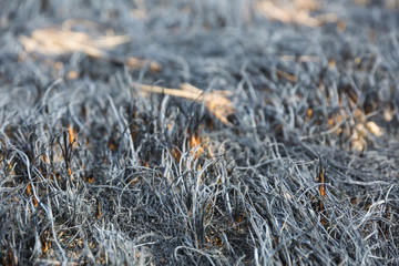 scorched grass on the field after a forest fire