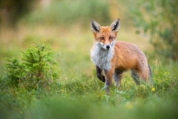 Lovely red fox, vulpes vulpes, facing camera with adorable eyes in green summer nature. Wild mammal...
