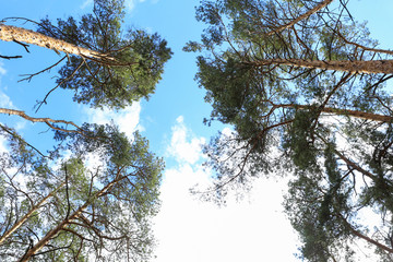 tall pine trees in the forest bottom-up view against sky