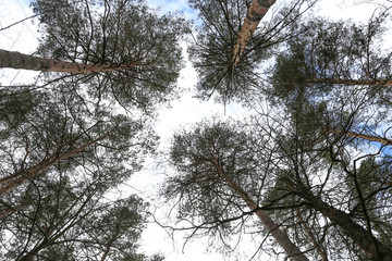 tall pine trees in the forest bottom-up view against sky