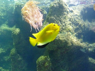 yellow fish in aquarium