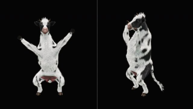 Cow Dance CG fur 3d rendering animal realistic CGI VFX Animation Loop  composition 3d mapping cartoon, with Alpha matte