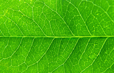 Green leaf with veins texture background.