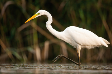 Graceful great egret, ardea alba, walking in marsh with one leg above surface and water droplet...
