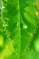 Rose leaf with dew drop macro photography
