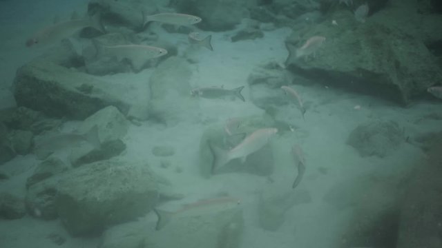 fish under water in Mallorca Spain, under water cinematography