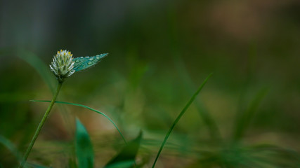 wild flowers in the grass