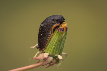 the slug has a bug on it clover mite 