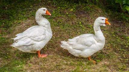 two white geese on the grass