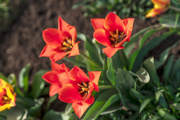 Tulpen