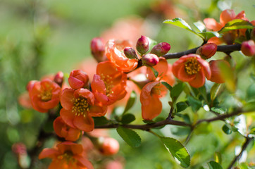 henomeles - Japanese quince blooms outdoors in spring