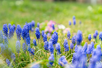 Obraz premium Blumenwiese